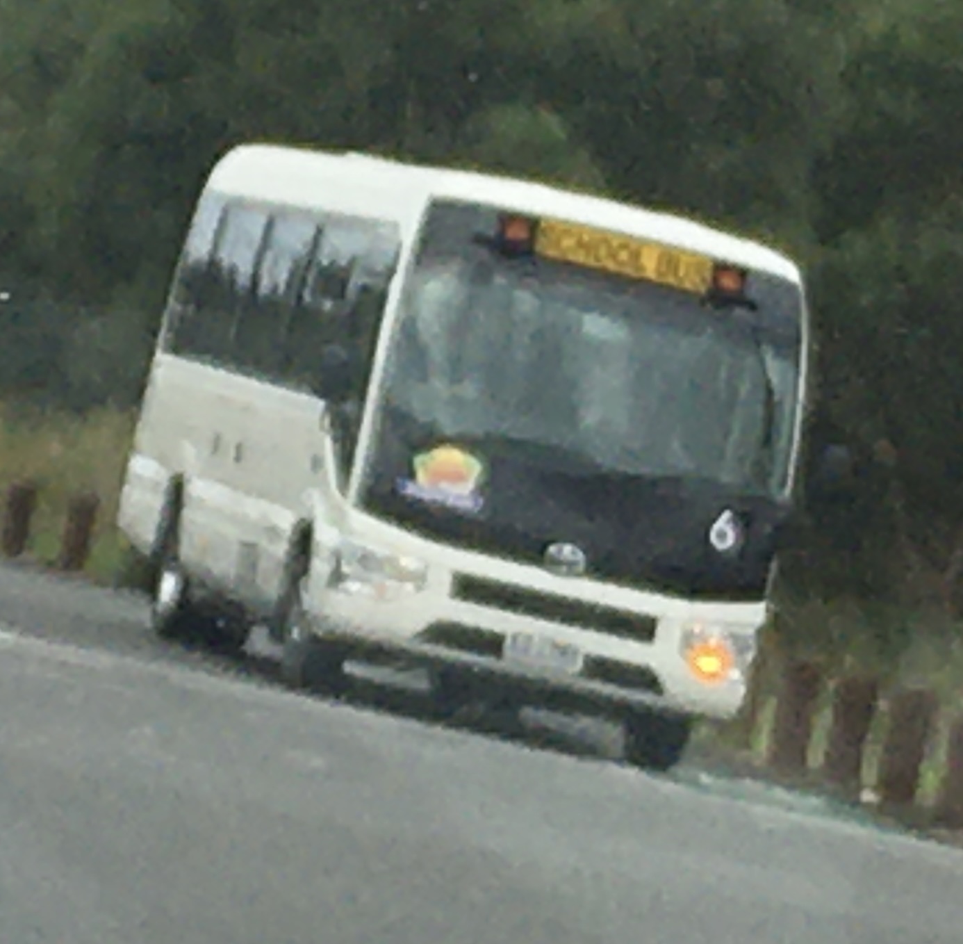 Bluegum Bus 6